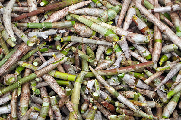 TRADITIONAL FACTS: FERMENTATION OF BAMBOO SHOOT IN NORTH EAST INDIA
