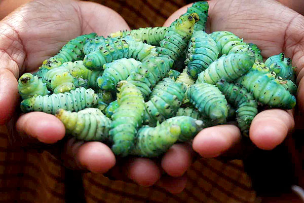 Farm To Plate Eri Silkworms Found In The North Eastern Regions Of