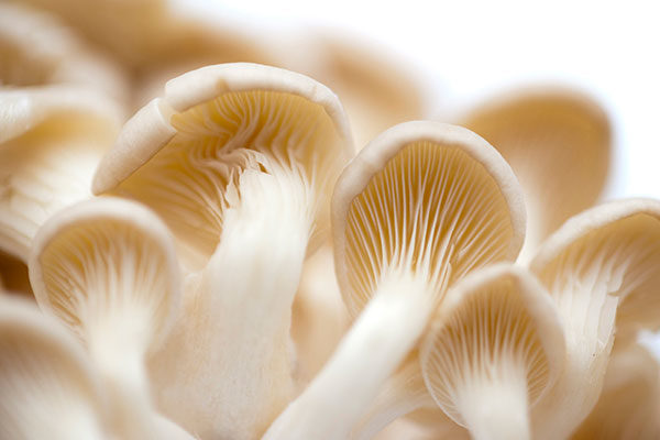 SEASONAL ORGANIC FOOD: Oyster Mushroom Cultivation in North East India
